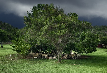 "Airport Sheep" by RickyG - St. Barths